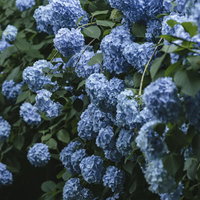 青い紫陽花が沢山咲く初夏の花、梅雨時期の季節の写真