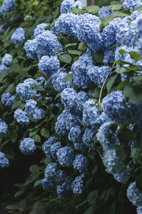青い紫陽花が沢山咲く初夏の花、梅雨時期の季節