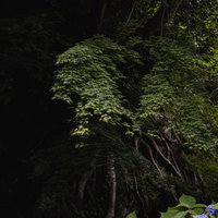 深い森に咲く紫陽花：湿った雑木林の初夏の花の写真