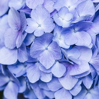 薄紫色に咲く紫陽花の花の写真