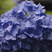 水滴がついた紫陽花（青）の写真