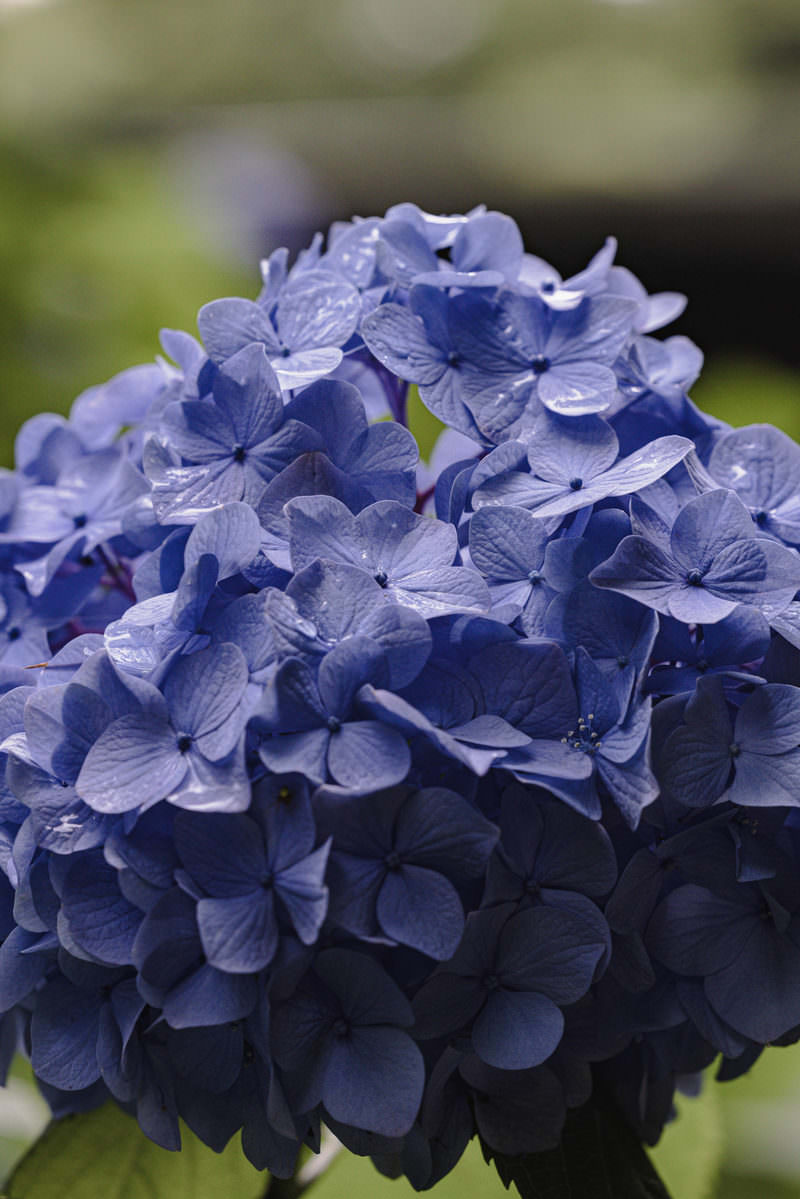 水滴がついた青いガクアジサイの花房