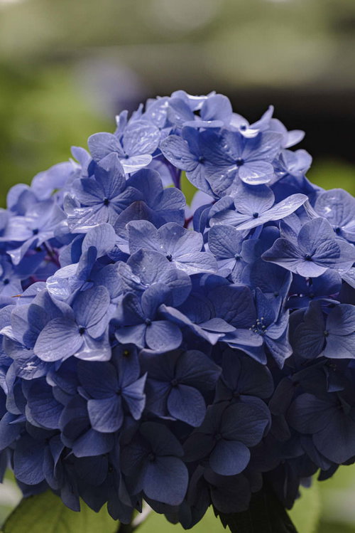 水滴がついた紫陽花の花びらの接写
