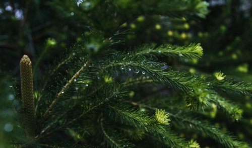 針葉樹の枝に残る雨粒と幼果