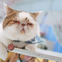 裏ボス感漂うエキゾチックショートヘアの猫の写真