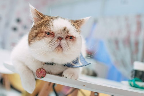 裏ボス感漂うエキゾチックショートヘアの猫
