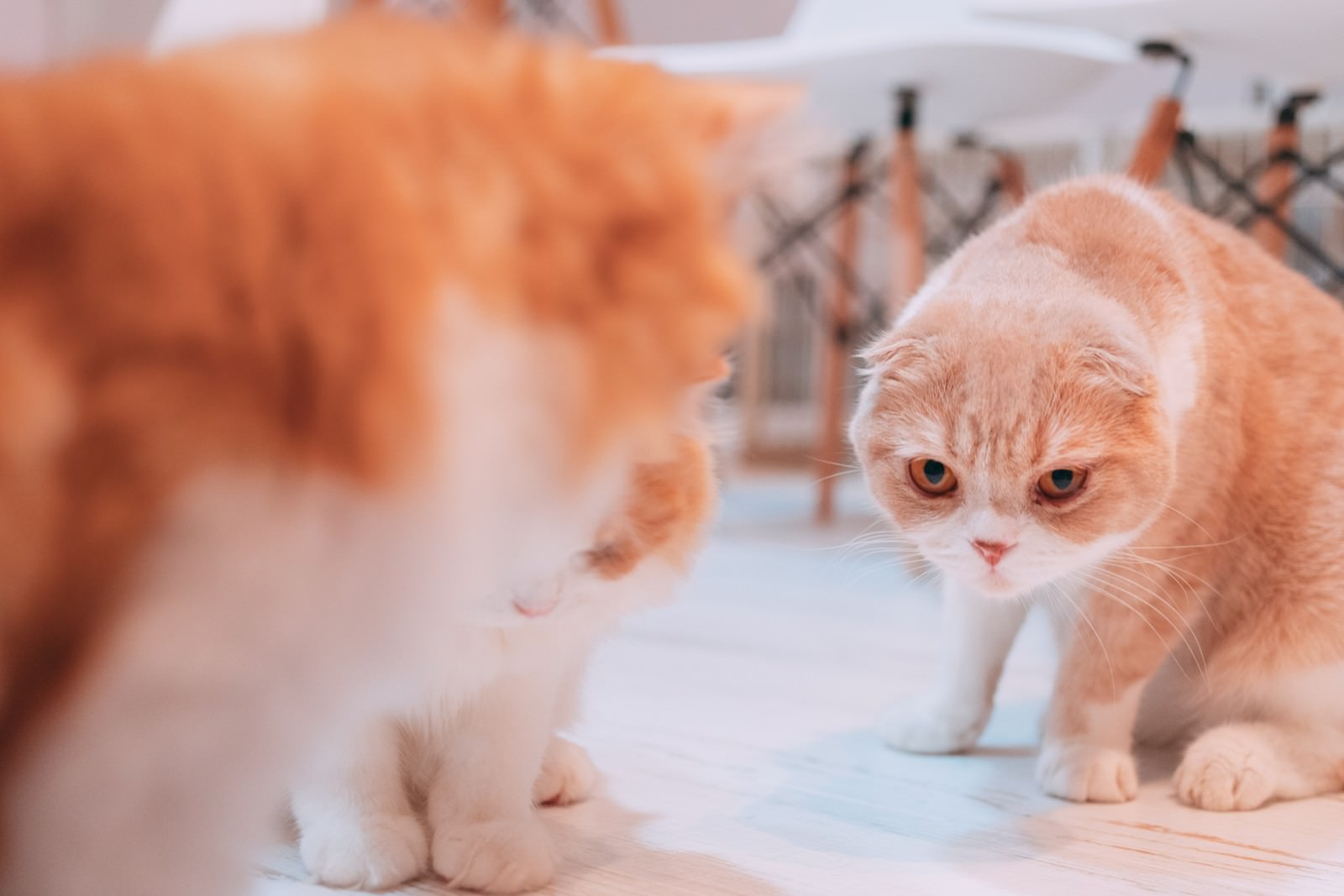 オレンジ色の毛色のスコティッシュフォールドが睨むような表情を見せている