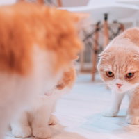 睨みを利かせるスコティッシュフォールドの猫の写真