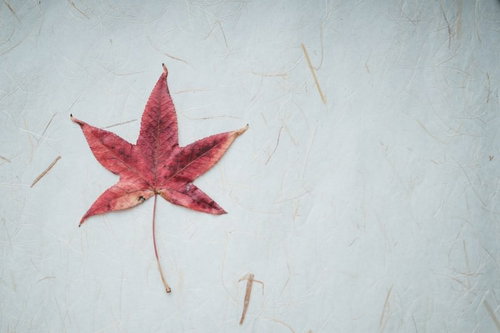 白い和紙の上に置かれた赤く色づいたもみじと押し花