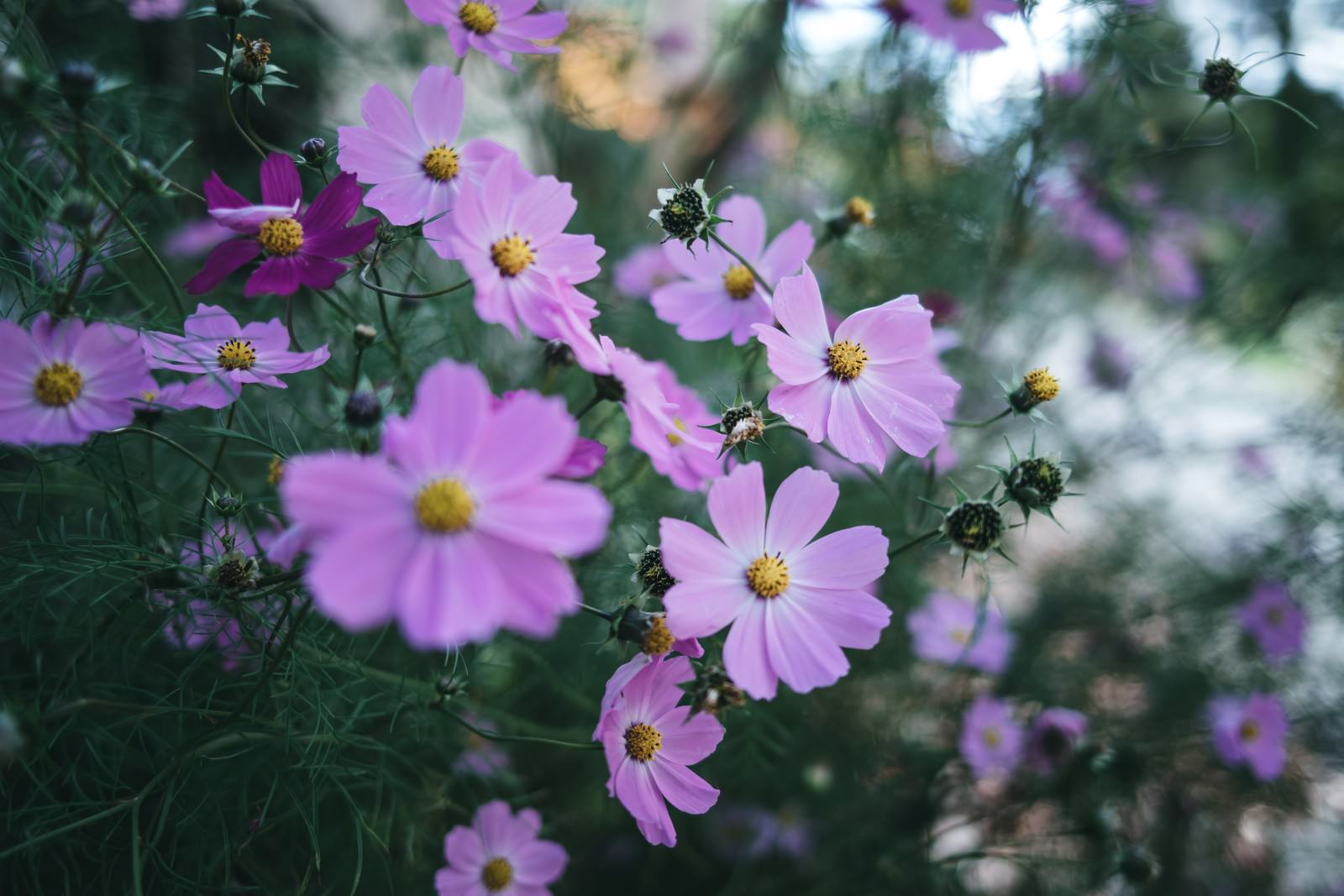 暗がりの中で群生して咲くピンク色のコスモスの花々