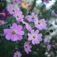 暗がりに群生する秋桜、薄紫色とピンク色の花びらの写真