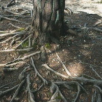 地面から顔を出す木の根と土の質感、力強い根の露出表現の写真