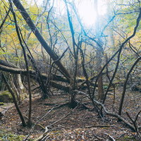木漏れ日を受ける立ち枯れの木々と倒木が横たわる森の写真