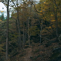 秋の森林で黄葉した木々と山道の風景の写真