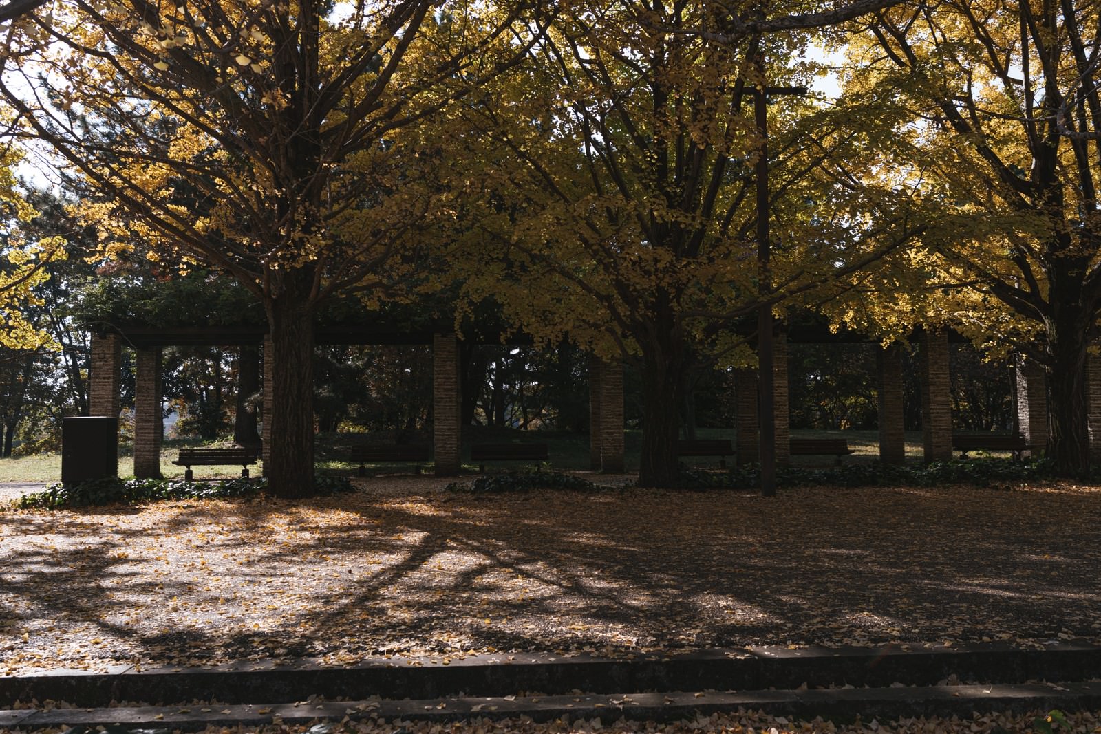 黄金色に黄葉したイチョウ並木の下に複数のベンチが並ぶ公園の風景