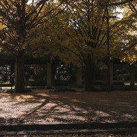 公園の並木道に並ぶベンチと黄葉したイチョウの写真