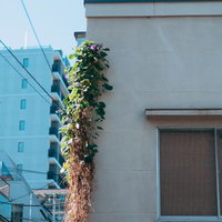 夏の住宅街の外壁に育つ朝顔の写真