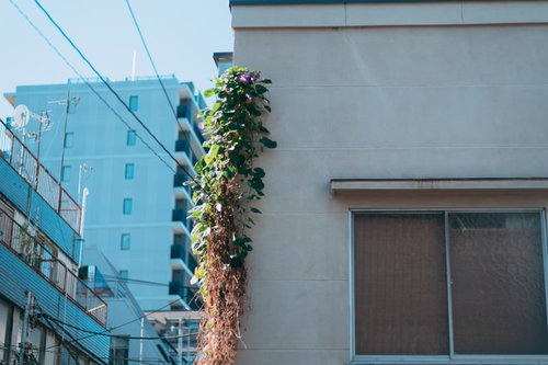 夏の住宅街の外壁に育つ朝顔