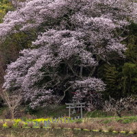 鳥居の先に満開で咲き誇る子授け桜 大和田稲荷神社の春の神木の写真