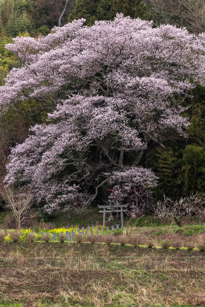 薄紫色の満開の桜が大きく枝を広げ、奥に鳥居が見える