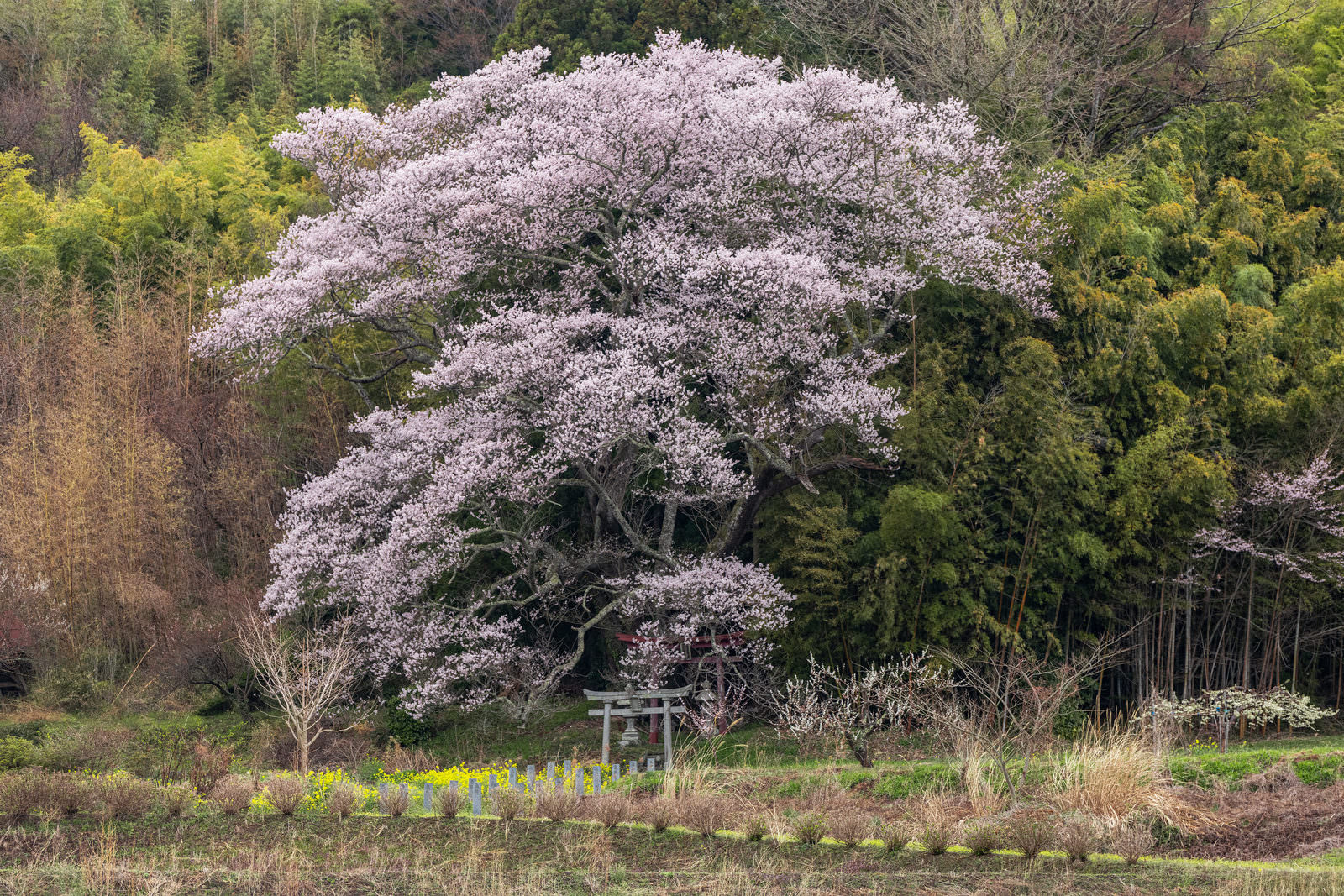 竹林の中で満開に咲く子授け櫻と朱色の鳥居