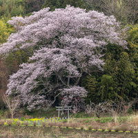 竹林に聳える子授け櫻と朱色の鳥居｜福島県郡山市の一本桜の写真