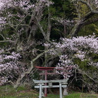 子授け櫻への菜の花ロードと赤い鳥居、春の参道風景の写真