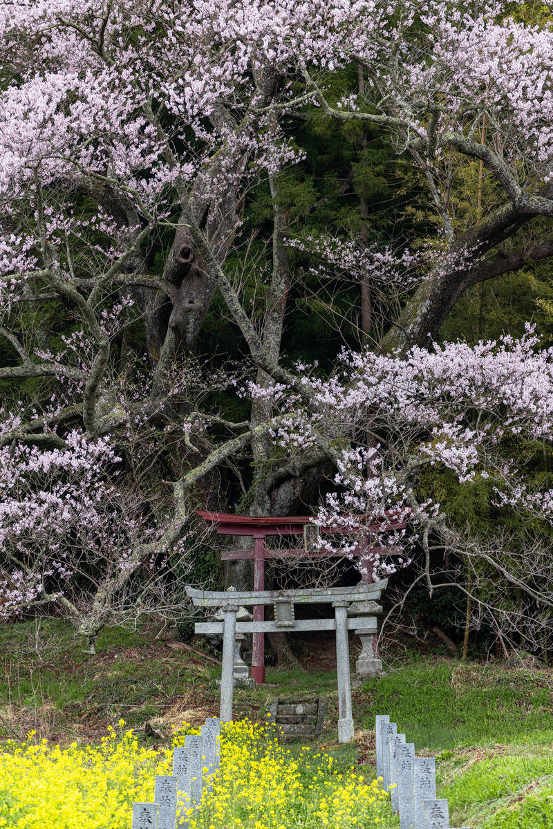紅白の鳥居を淡いピンクの満開の桜が覆い、石段の参道が続く神社の風景