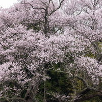 福島県郡山市の子授け櫻、空に伸びる満開の枝木の写真