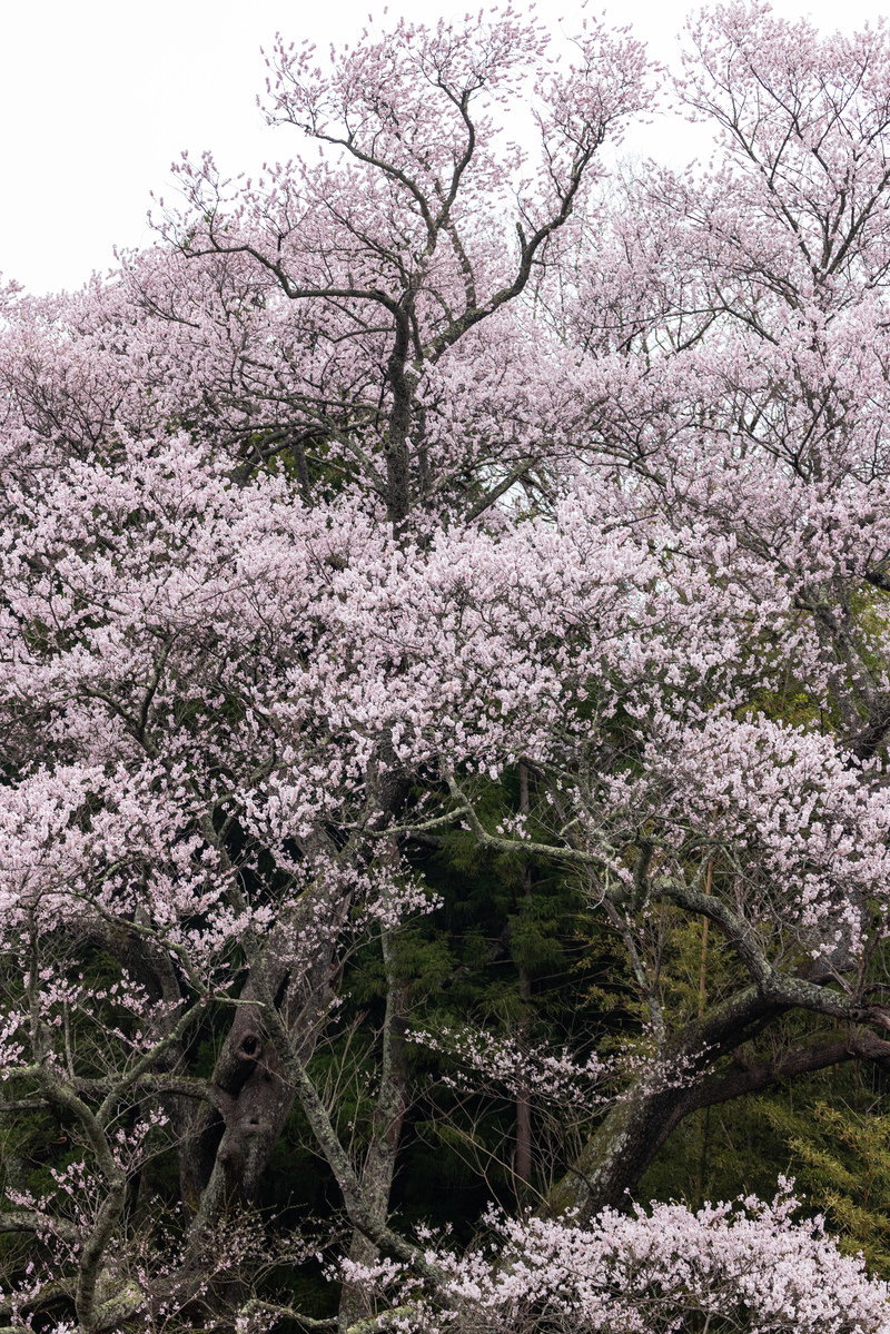満開の桜子授け櫻、淡いピンクの花が枝いっぱいに咲く