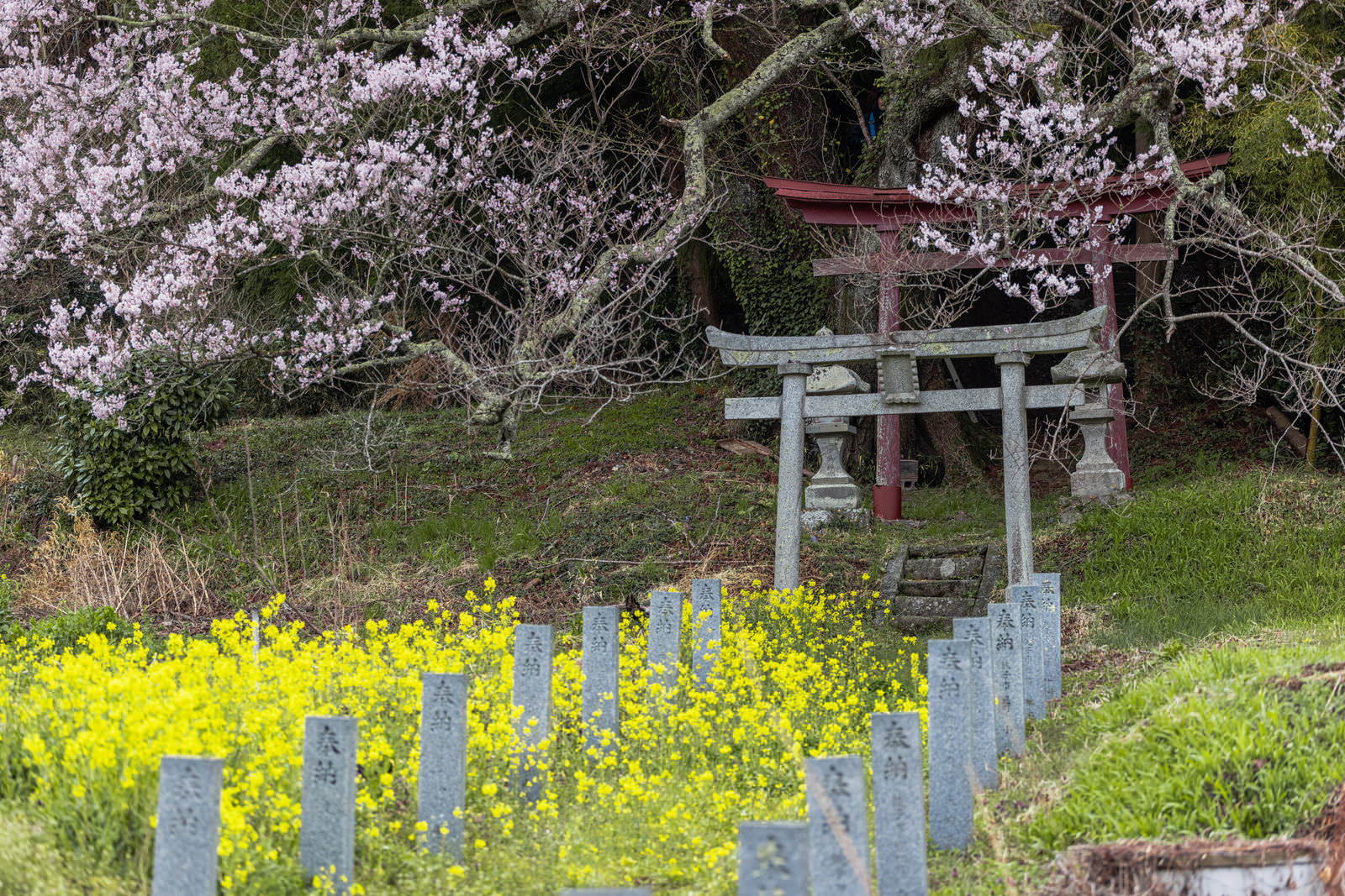 菜の花の中に建つ奉納石柱と、背景に見える桜咲く鳥居