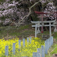 鳥居と奉納石柱を彩る満開の桜 福島県郡山市の大和田稲荷神社の写真