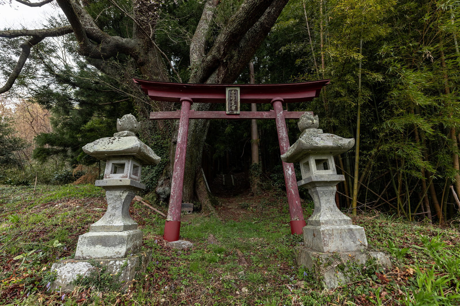 赤い鳥居と白い石灯籠、古い桜の木がある春の神社参道