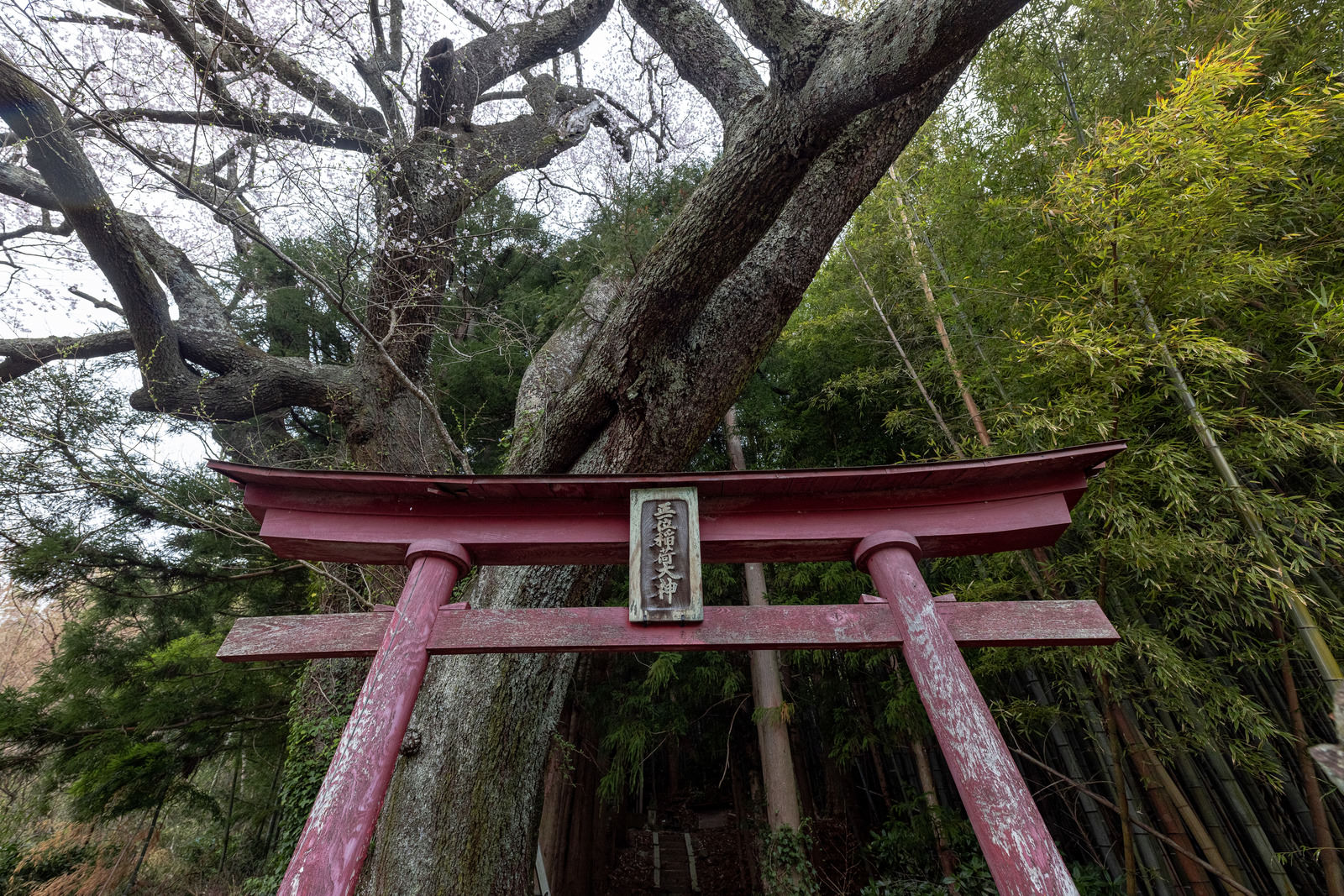 大和田稲荷神社の赤い鳥居の奥に満開の子授け櫻が咲く春の風景