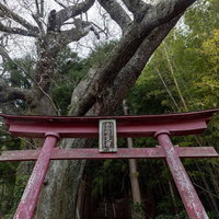 大和田稲荷神社の大きな子授け桜の幹と赤い鳥居の写真