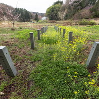 大和田稲荷神社の春の草花と奉納石柱、子授け桜の風景の写真
