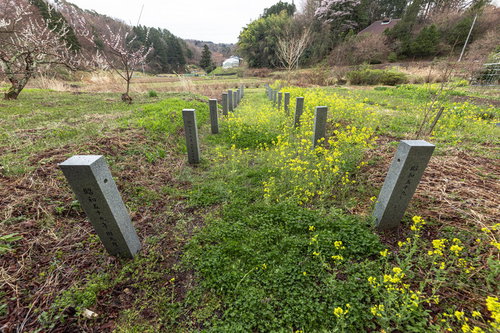 大和田稲荷神社の春の草花と奉納石柱、子授け桜の風景