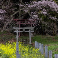 満開の桜が咲く大和田稲荷神社の奉納石柱と鳥居の写真