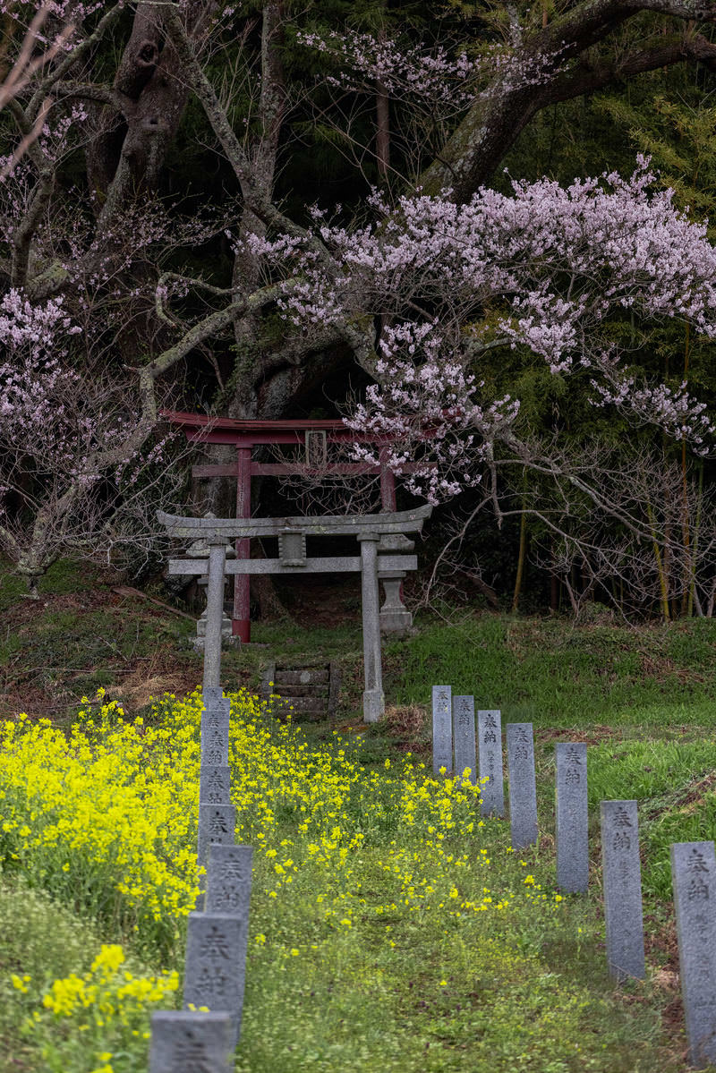 大和田稲荷神社の参道に並ぶ奉納石柱と鳥居、満開の桜が咲く風景