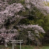 春の大和田稲荷神社で満開の子授け桜と菜の花の写真