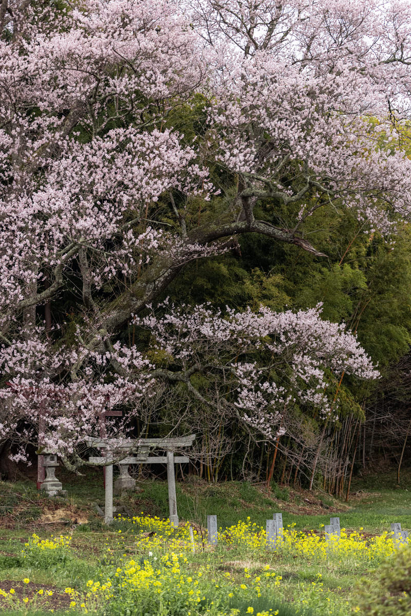満開の桜と鳥居、石柱がある神社境内と手前の黄色い菜の花