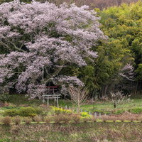 満開の子授け櫻と春の訪れ、大和田稲荷神社の鳥居の写真