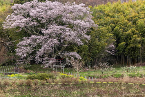 満開の子授け櫻と春の訪れ、大和田稲荷神社の鳥居
