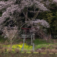 大和田稲荷神社の朱色の鳥居と満開の子授け櫻の写真