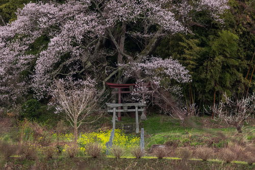 大和田稲荷神社の朱色の鳥居と満開の子授け櫻