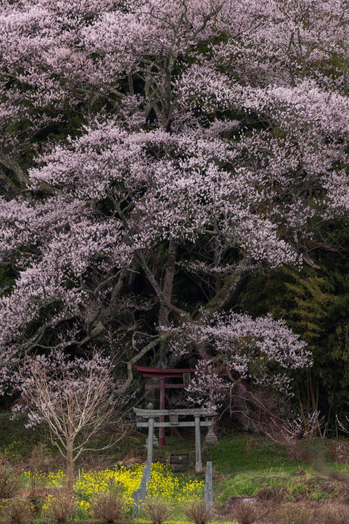 大和田稲荷神社の開花した子授け櫻と朱色の鳥居