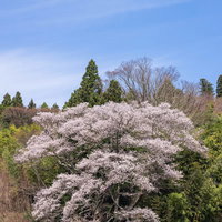 青空と満開の子授け櫻と鳥居 福島県郡山市の春景色の写真