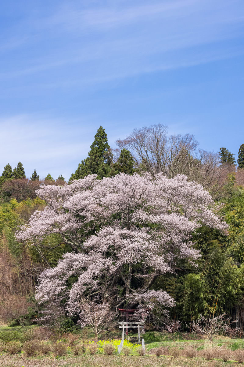 青空を背景に満開に咲く薄いピンクの子授け櫻