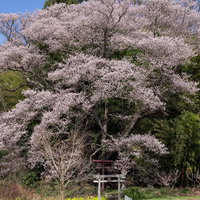 大和田稲荷神社の子授け櫻に覆われた春の鳥居の写真