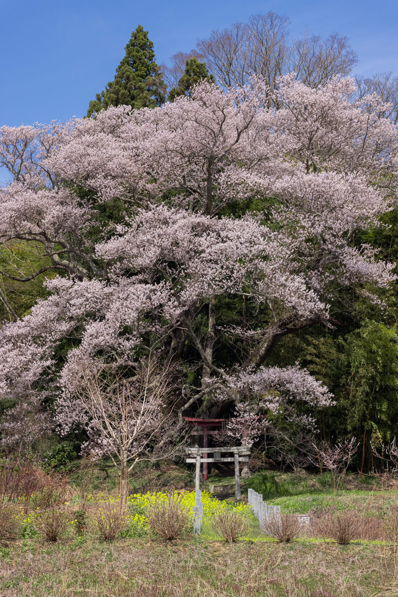 満開の桜で覆われた神社の鳥居と常緑樹